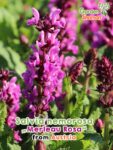 GardenShaman.eu – Salvia nemorosa Merleau Rosa