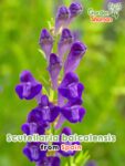 GardenShaman.eu – Scutellaria baicalensis