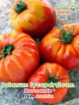 GardenShaman.eu - Solanum lycopersicum Marmande seeds seeds