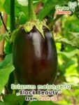 GardenShaman.eu - Semillas de Solanum melongena Black Beauty