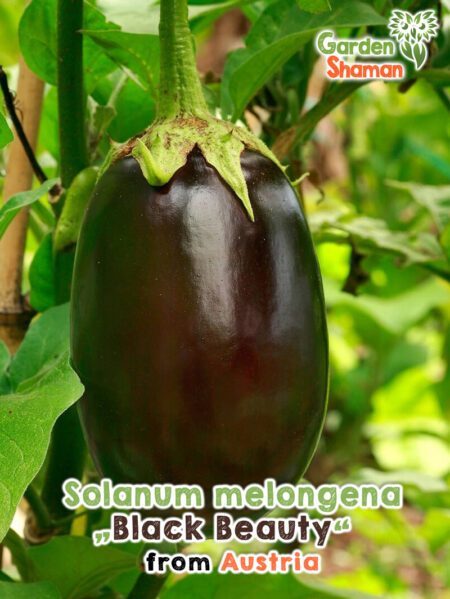 GardenShaman.eu - Solanum melongena Black Beauty seeds Samen