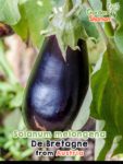 GardenShaman.eu – Solanum melongena De Bretagne