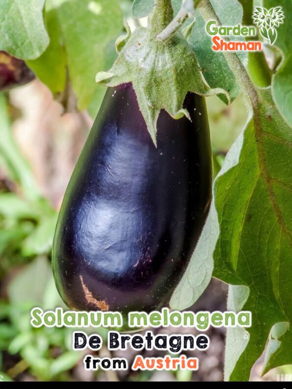 GardenShaman.eu - Solanum melongena De Bretagne semi semi