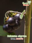 GardenShaman.eu - Solanum nigrum