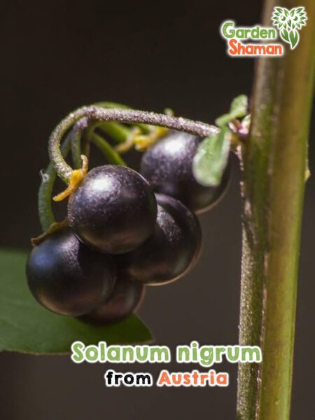 GardenShaman.eu - Graines de Solanum nigrum