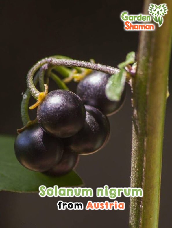 GardenShaman.eu - Solanum nigrum seeds seeds