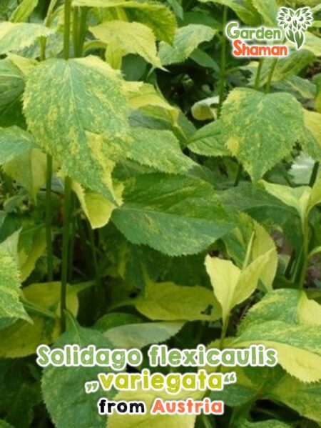 GardenShaman.eu - Solidago flexicaulis variegata Samen seeds