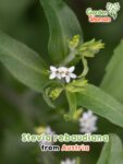 GardenShaman.eu – Stevia rebaudiana