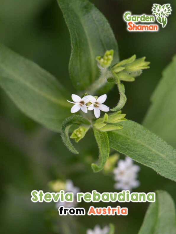 GardenShaman.eu - Graines de Stevia rebaudiana