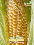 GardenShaman.eu - Maïs doux Zea Mays Golden Bantam graines seeds corn