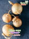 GardenShaman.eu - Allium cepa "Všetana" seeds seeds