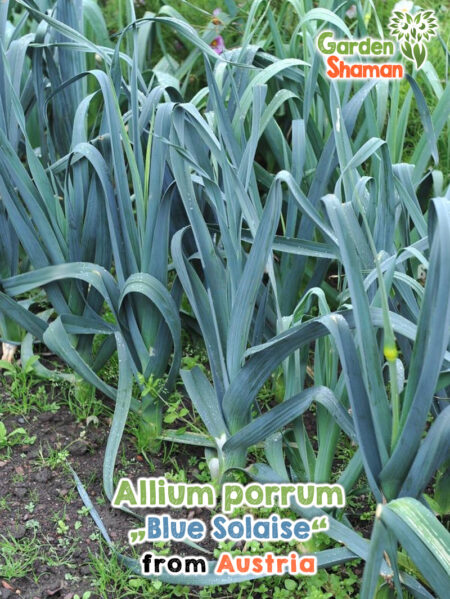 GardenShaman.eu - Allium porrum Blue Solaise semi semi