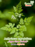 GardenShaman.eu – Anthriscus cerefolium Type Fine Curled