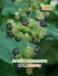 GardenShaman.eu - Aralia racemosa Samen seeds