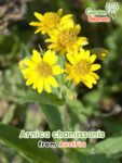 GardenShaman.eu – Arnica chamissonis