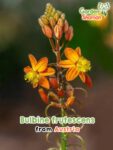 GardenShaman.eu – Bulbine frutescens