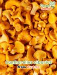 GardenShaman.eu – Cantharellus cibarius Pfifferlinge Eierschwammerl