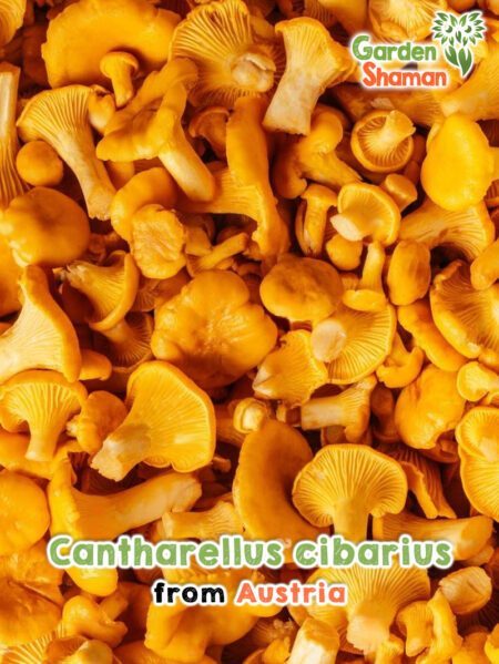 GardenShaman.eu - Cantharellus cibarius Chanterelles séchées