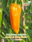 GardenShaman.eu - Capsicum annuum Corno di torro giallo