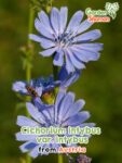 GardenShaman.eu – Cichorium intybus var. intybus