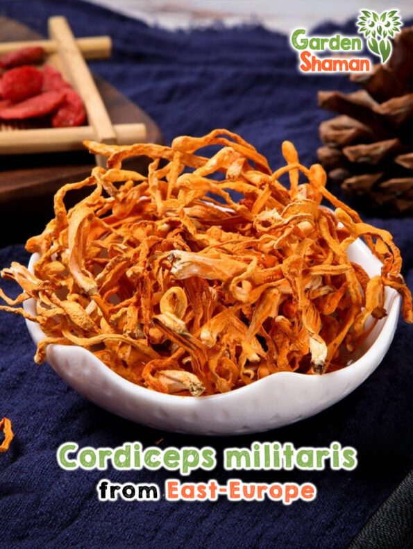 GardenShaman.eu - Cordiceps militaris pupa leg dried mushrooms