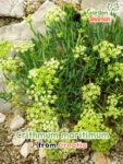 GardenShaman.eu – Crithmum maritimum