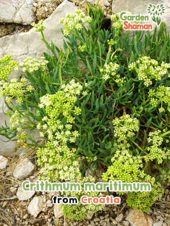 GardenShaman.eu - Meerfenchel Crithmum maritimum Samen seeds