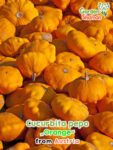 GardenShaman.eu Cucurbita pepo Orange Samen seeds