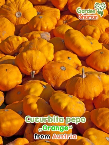 GardenShaman.eu Cucurbita pepo Orange Samen seeds