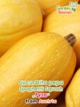 GardenShaman.eu – Cucurbita pepo Spaghetti Squash Pyza