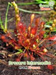 GardenShaman.eu – Drosera intermedia