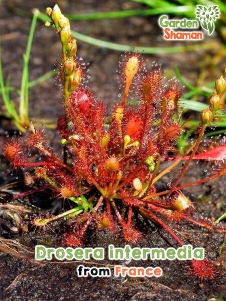 GardenShaman.eu - Drosera intermedia seeds seeds