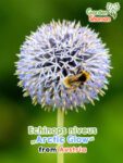 GardenShaman.eu - Echinops niveus Arctic Glow Samen seeds