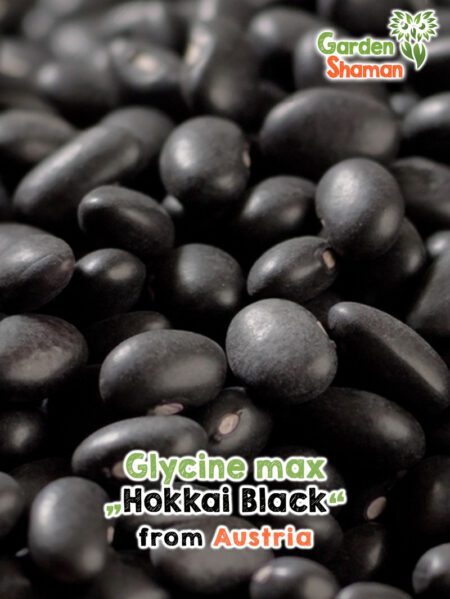 GardenShaman.eu - Semillas de Glycine max Hokkai Black