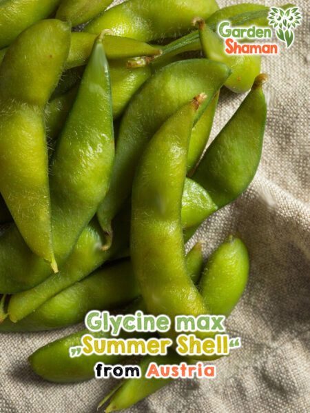 GardenShaman.eu - Glycine max Summer Shell seeds seeds