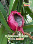 GardenShaman.eu – Hylocereus undatus