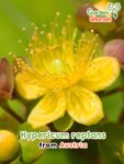 GardenShaman.eu - Hypericum reptans Samen seeds