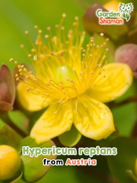 GardenShaman.eu - Hypericum reptans Samen seeds