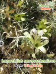 GardenShaman.eu – Lagochilus seravschanicus 5