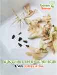 GardenShaman.eu – Lagochilus seravschanicus 5