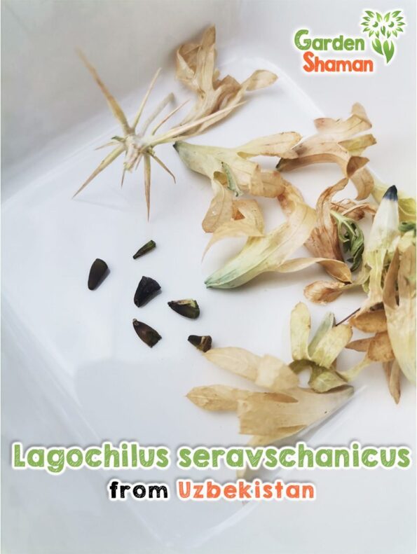 GardenShaman.eu - Lagochilus seravschanicus Samen seeds inebrians Rauschminze