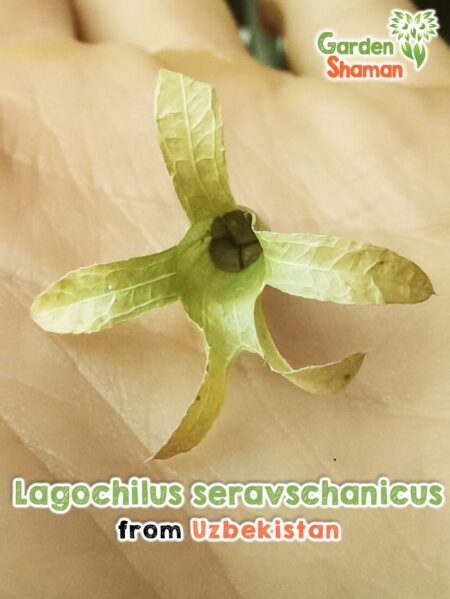 GardenShaman.eu - Lagochilus seravschanicus seeds seeds inebrian's spearmint