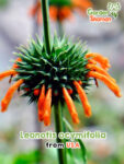 GardenShaman.eu - Leonotis ocymifolia Samen seeds