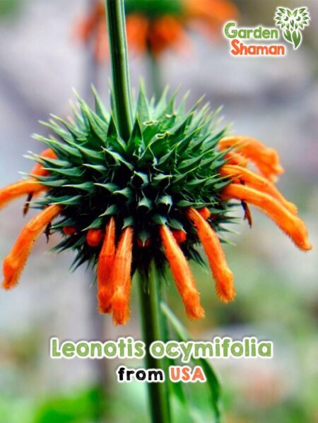 GardenShaman.eu - Leonotis ocymifolia Samen seeds