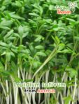 GardenShaman.eu - Lepidium sativum cress garden cress seeds seeds