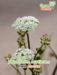 GardenShaman.eu – Ligusticum scoticum