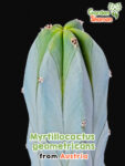 GardenShaman.eu – Myrtillocactus geometricans