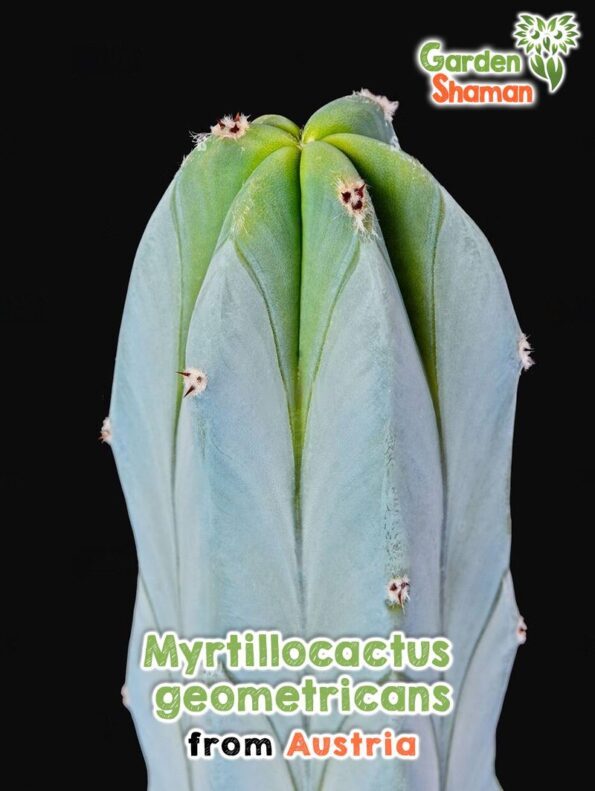 GardenShaman.eu Myrtillocactus geometrizans Samen seeds