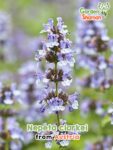 GardenShaman.eu – Nepeta clarkei