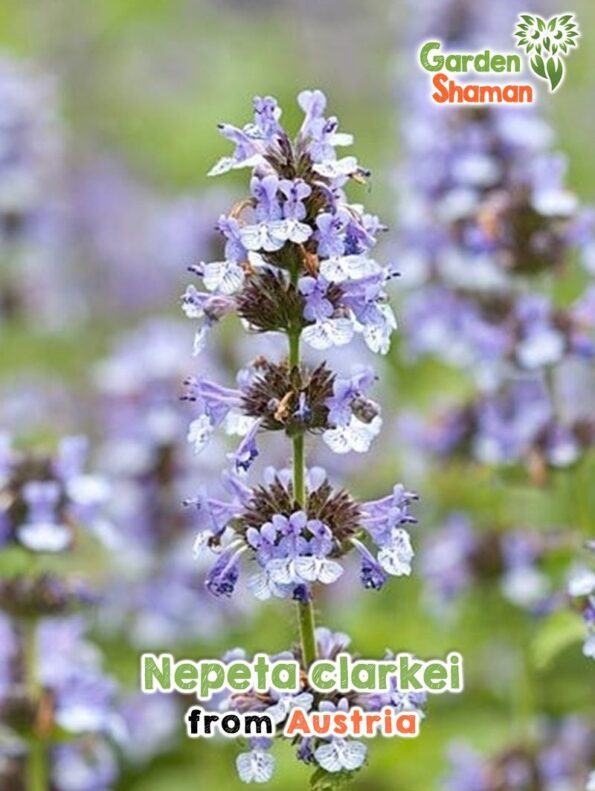 GardenShaman.eu - Nepeta clarkei Samen seeds